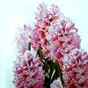 Servilleta S01 "Pink Hyacinths"