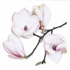 Servilleta DM12 "White Magnolia"